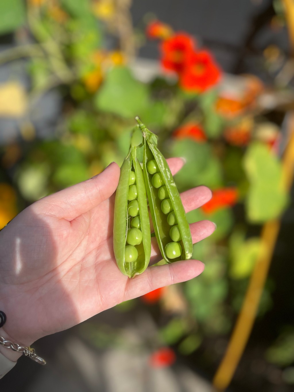 Newsletter 5-04/04/2025.  Spring has finally&nbsp;sprung!